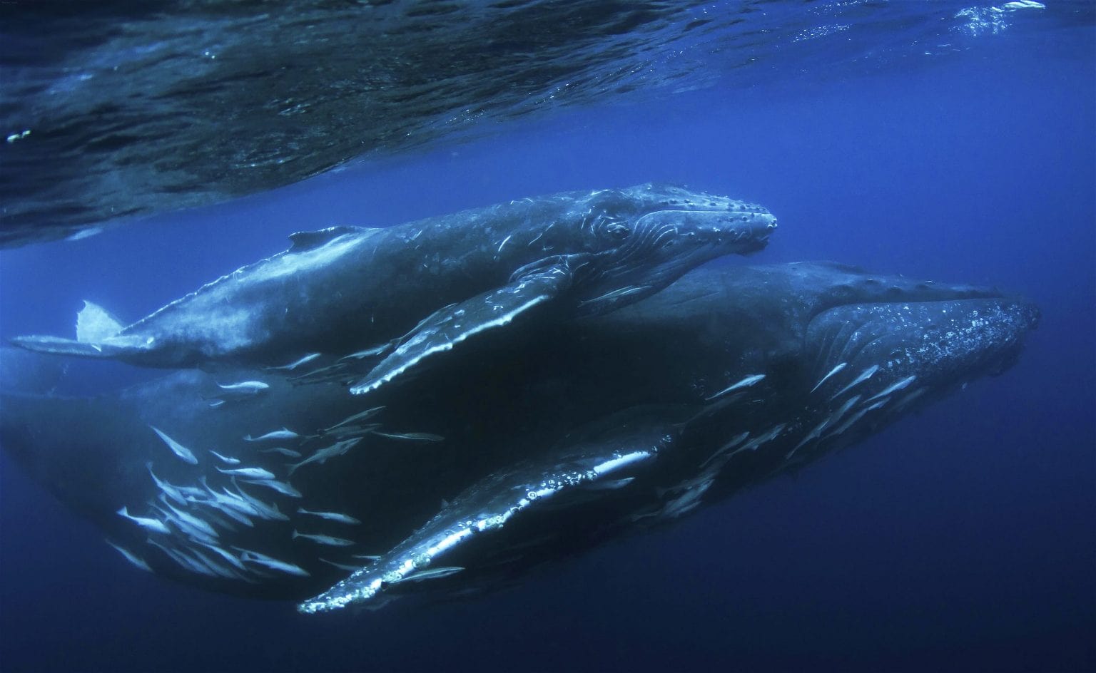 mother and calf whales