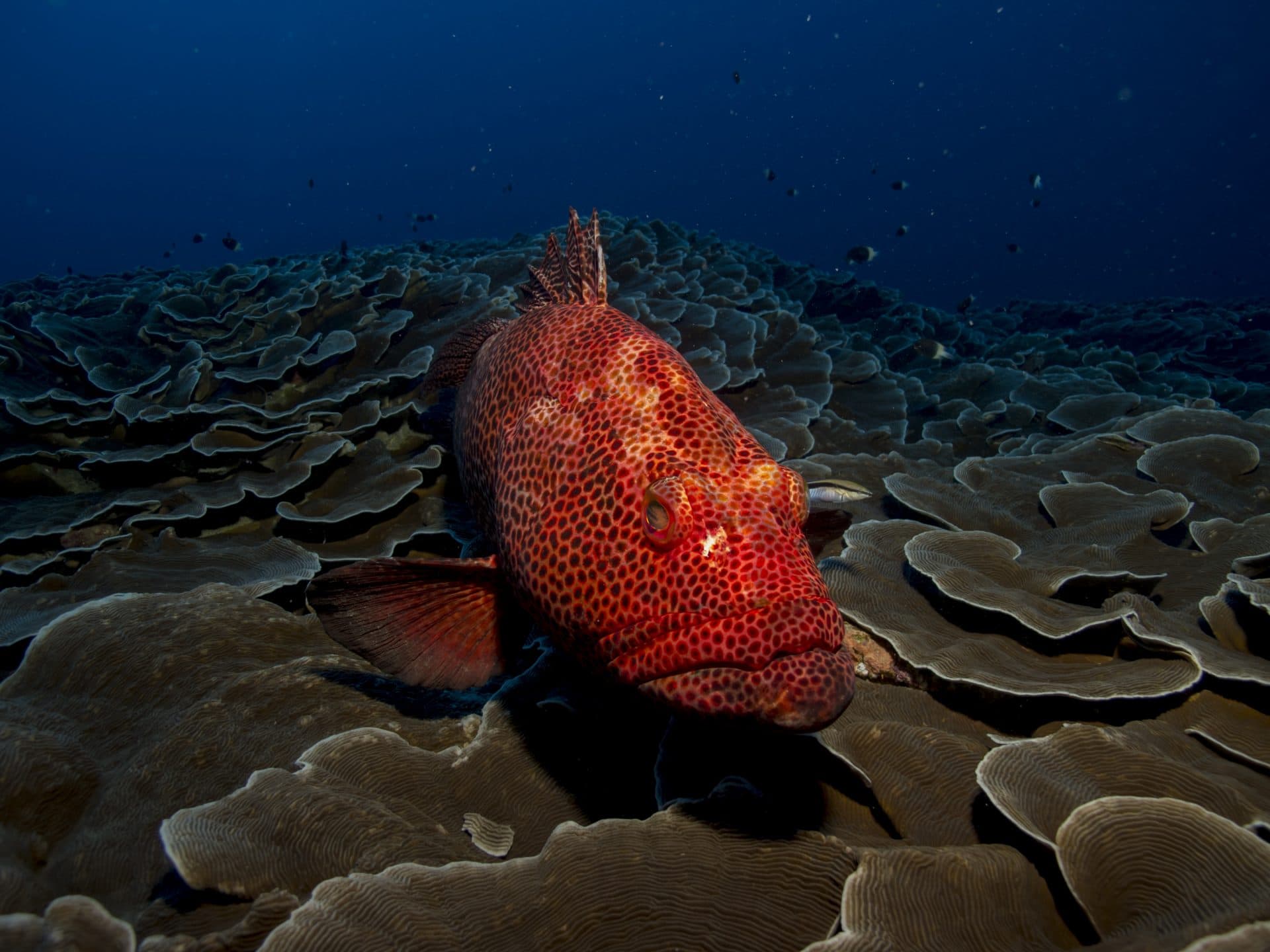 spotted red fish under water