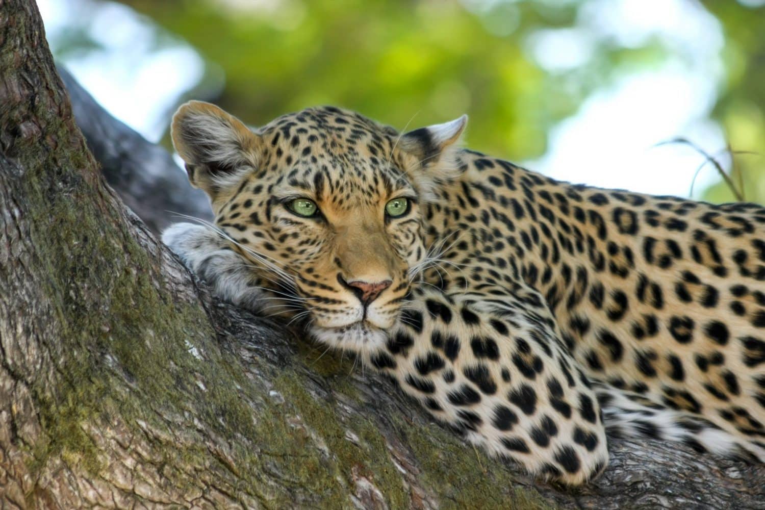 leopard in tree