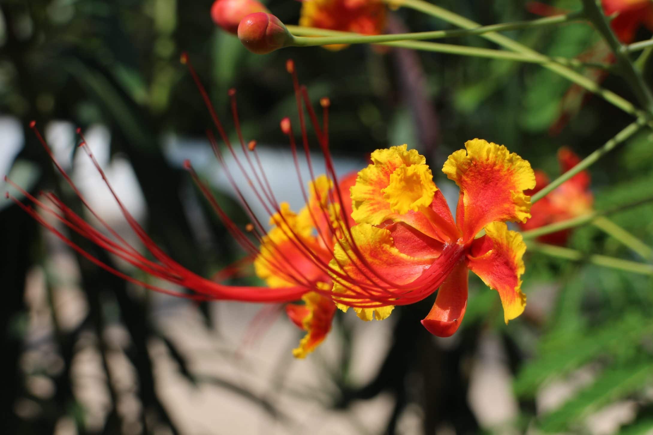 flower