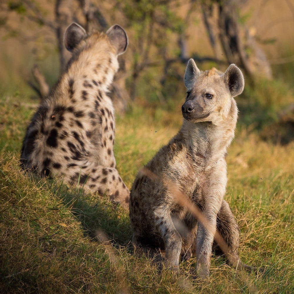 seated hyena