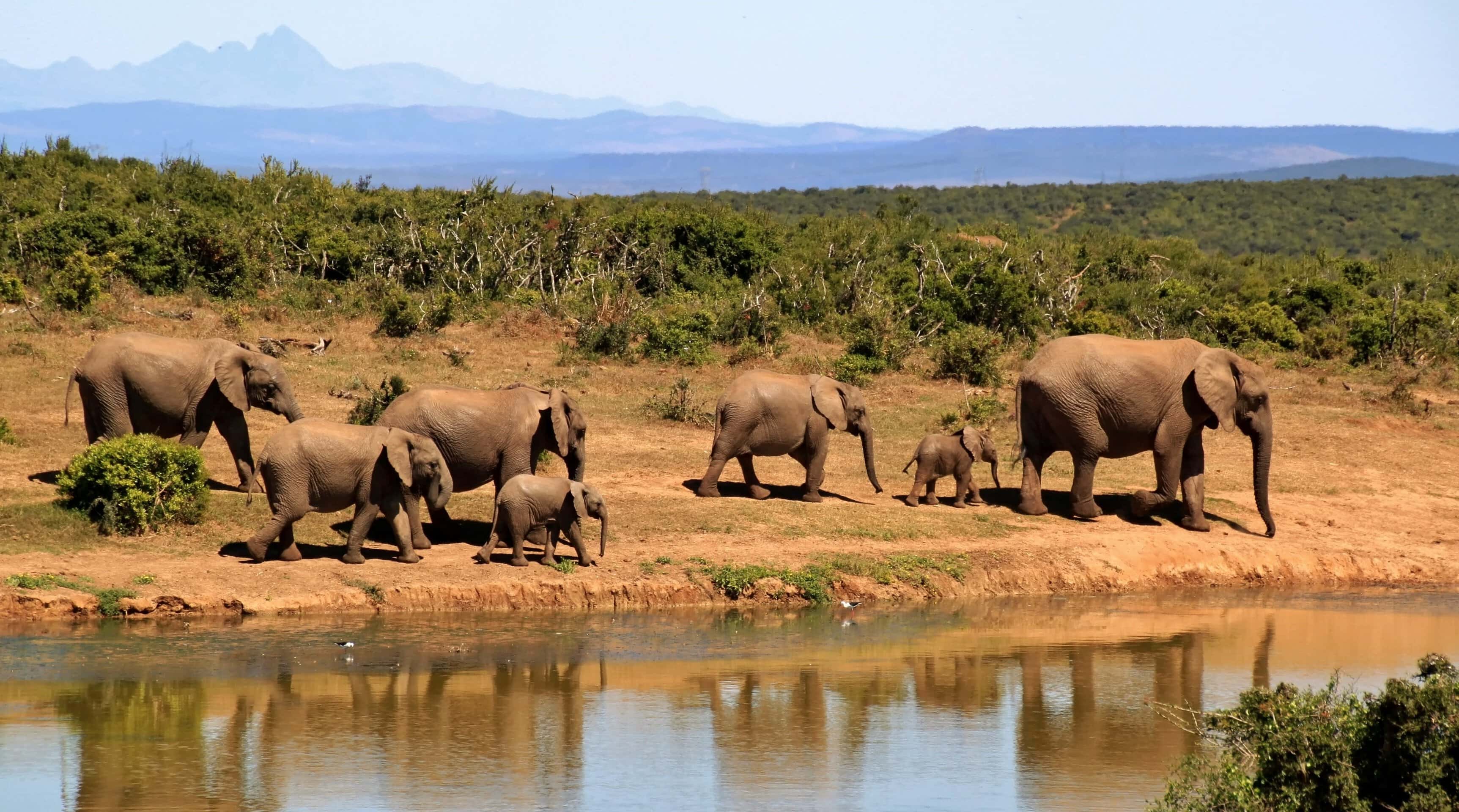 Elephants walking next to water