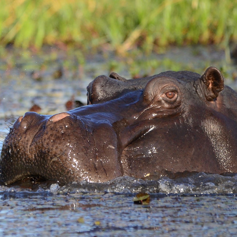 hippo Chobe National Park