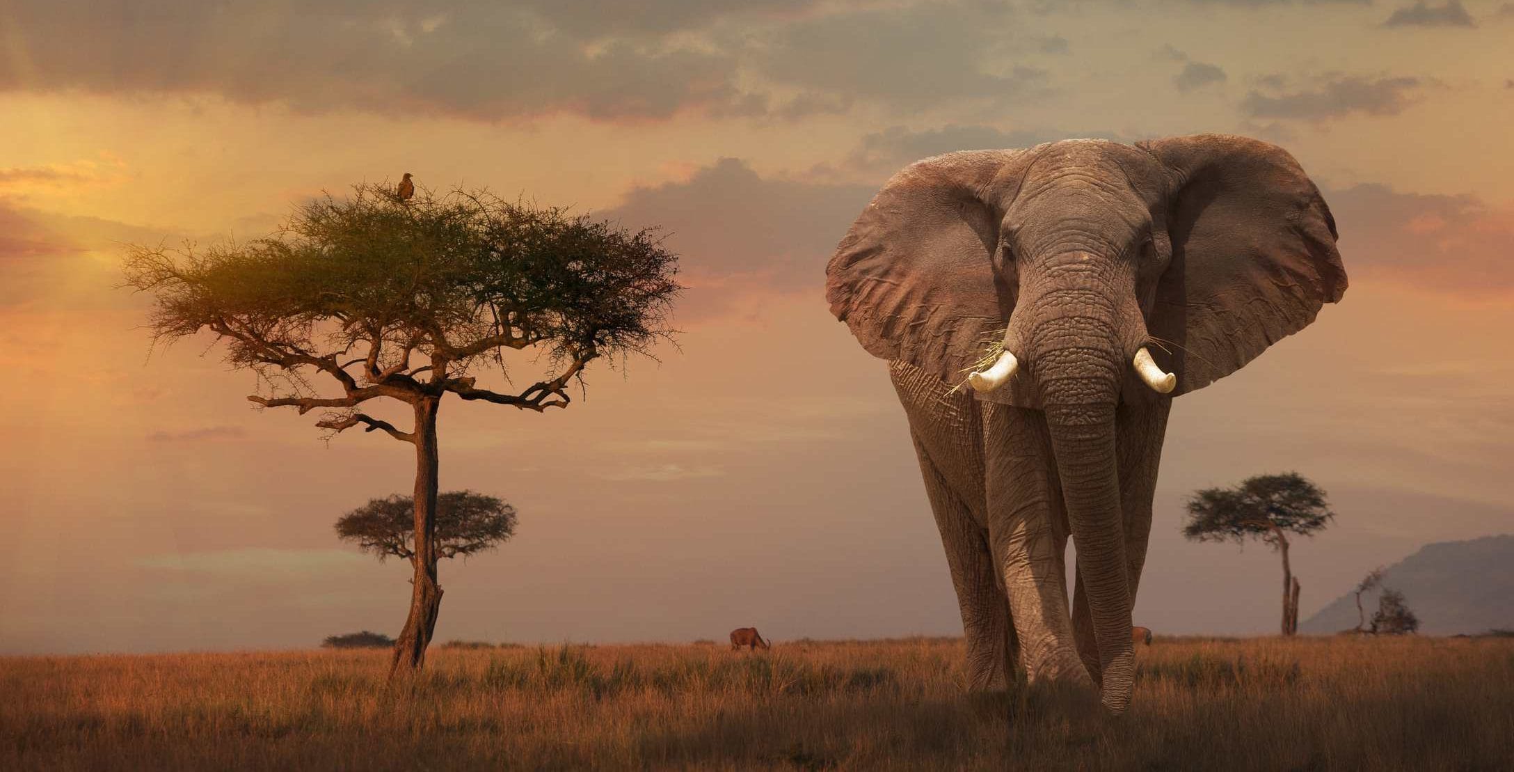 elephant bull