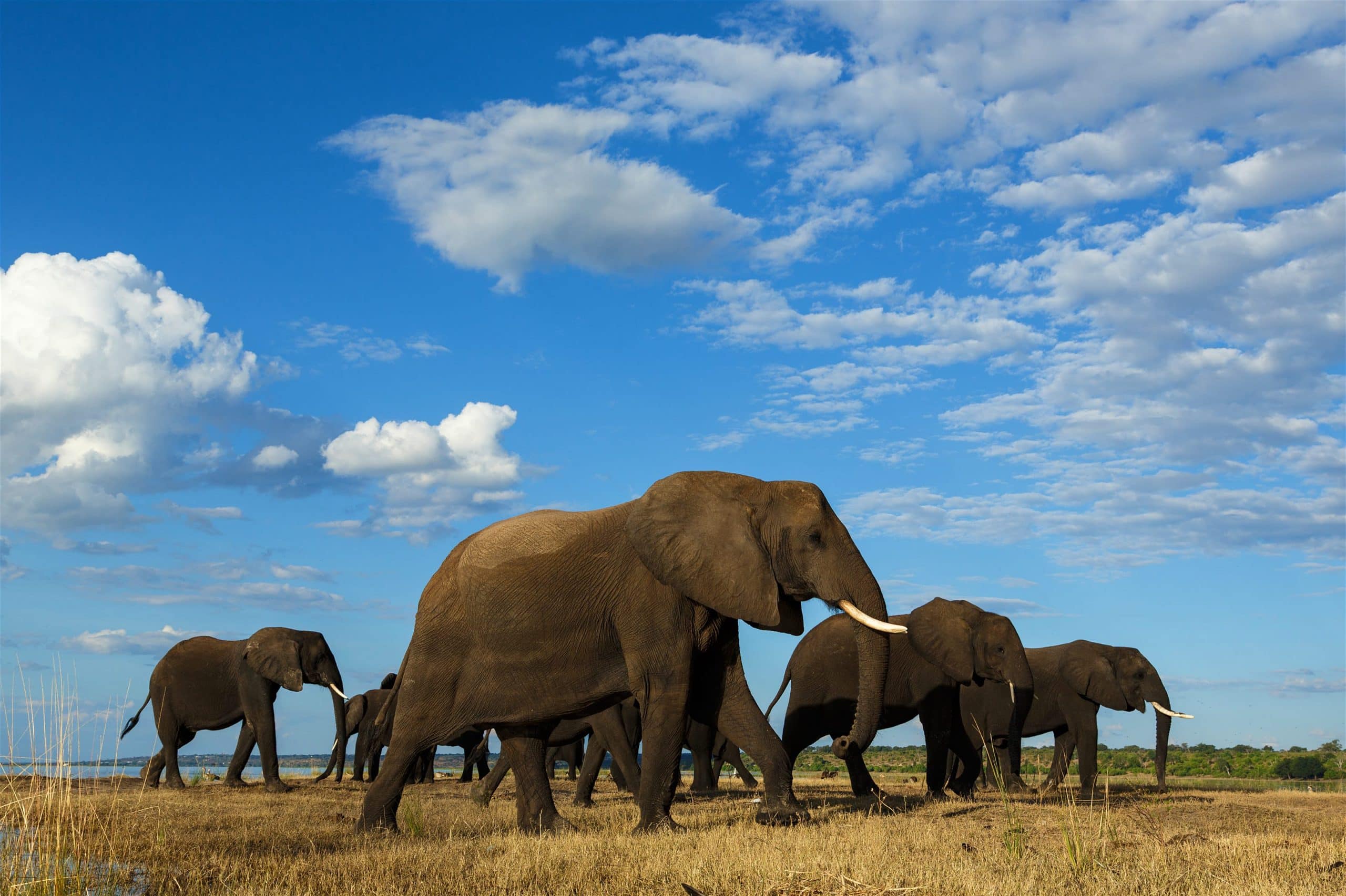 elephants walking in the okavango delta