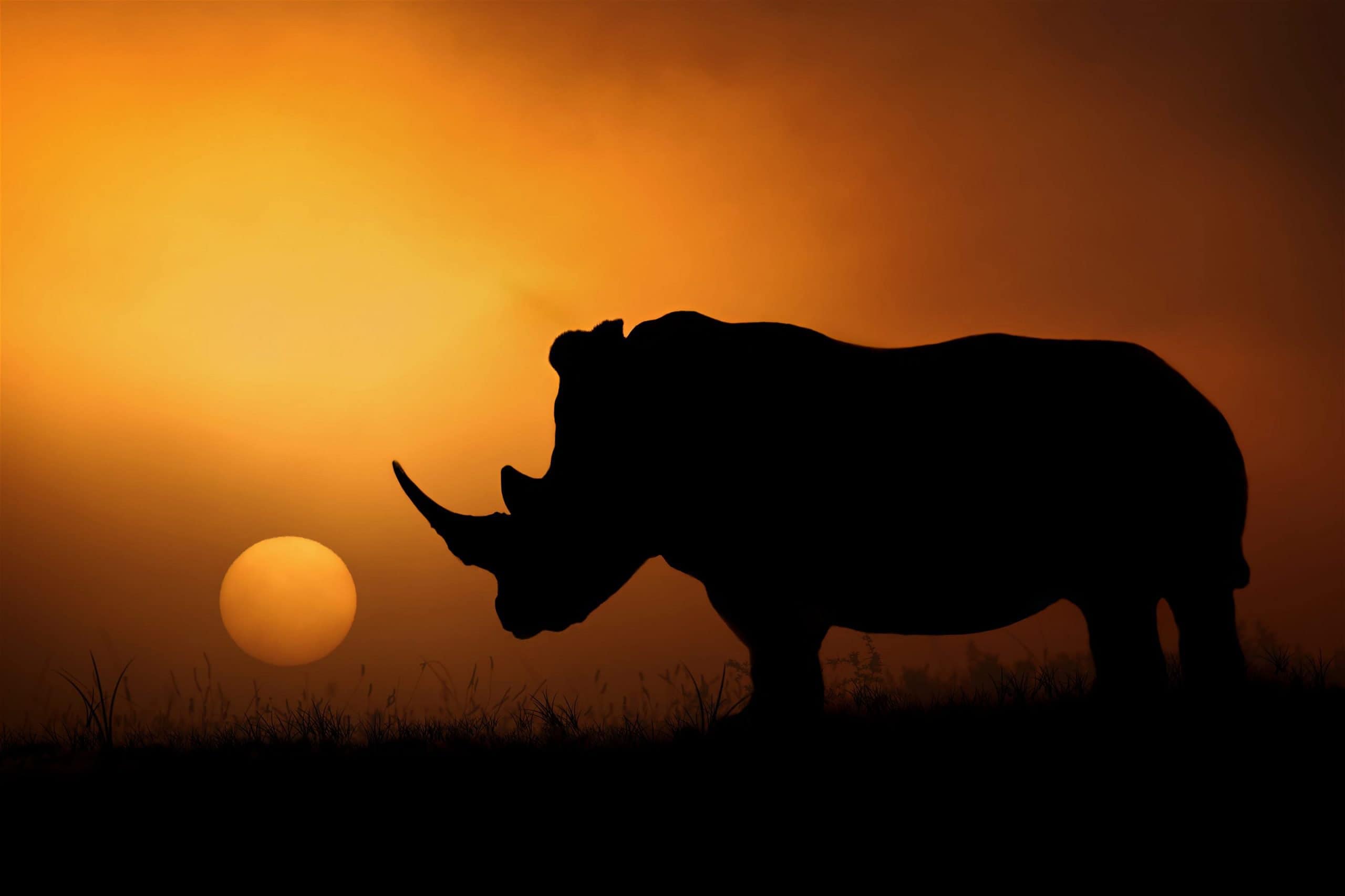 sunset with rhino silhouette