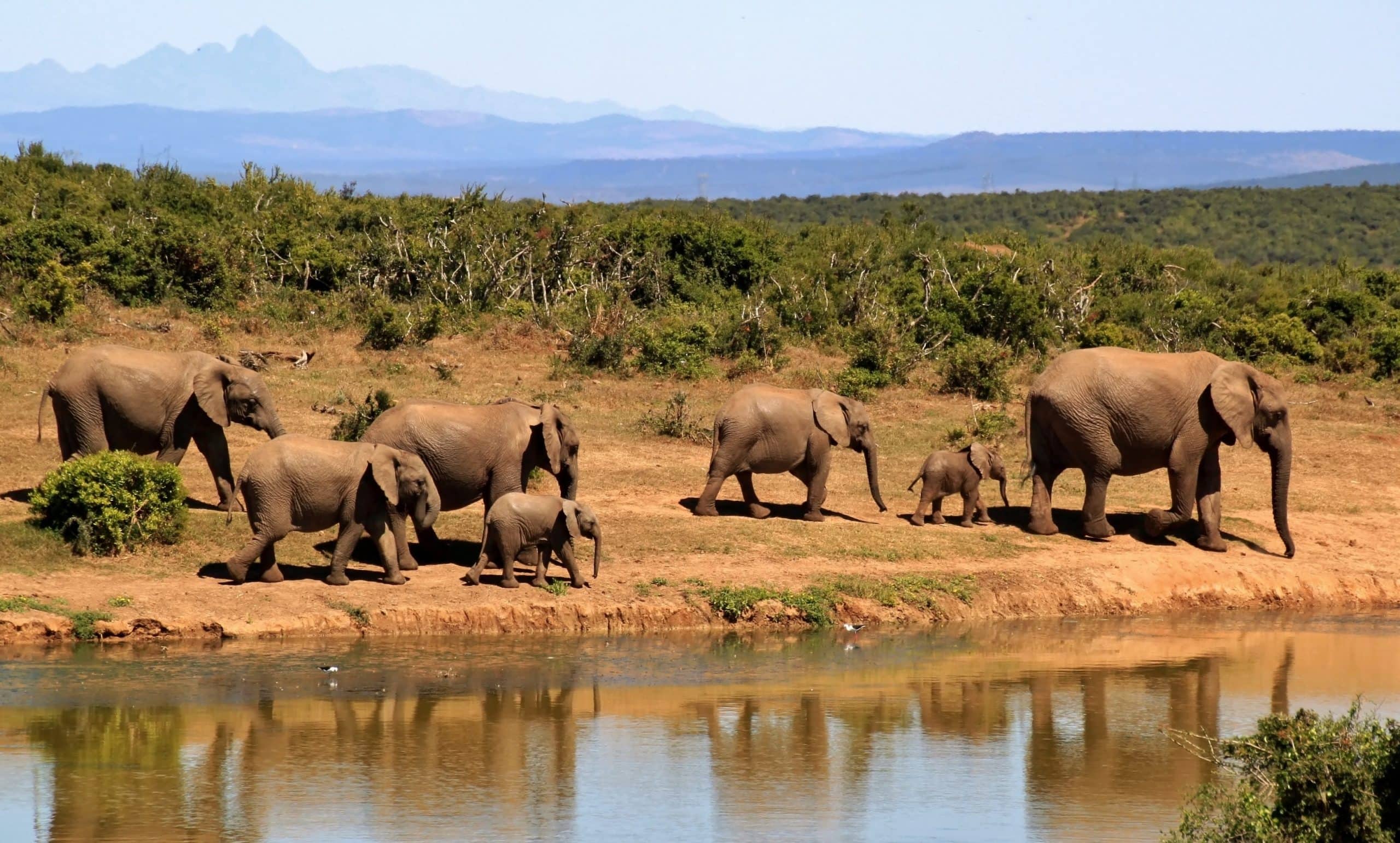 elephants walking in botwana