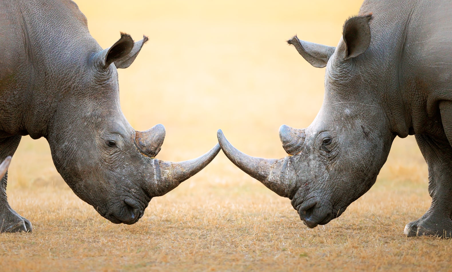 Kruger Rhinos