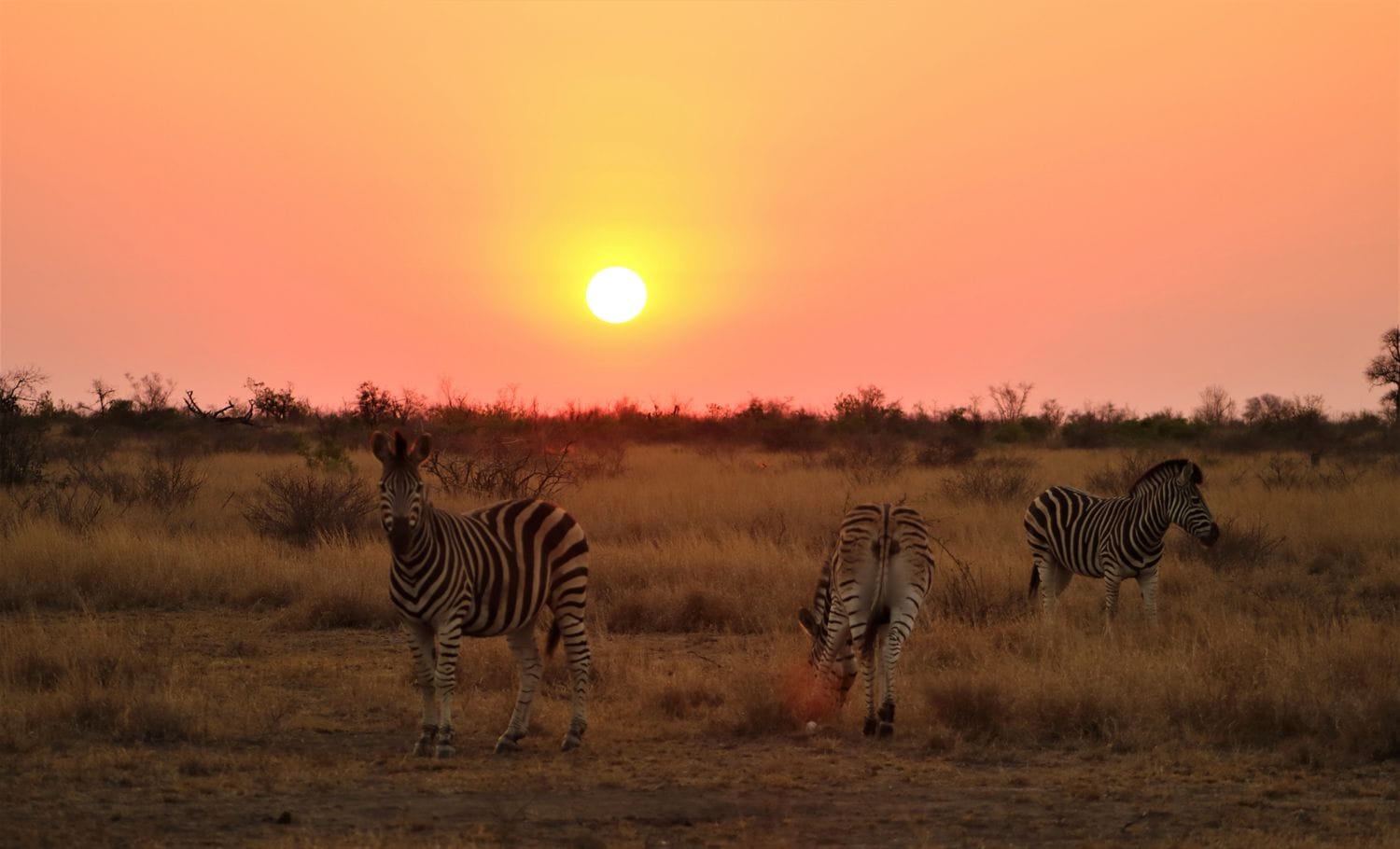 Zebra Sun set SA