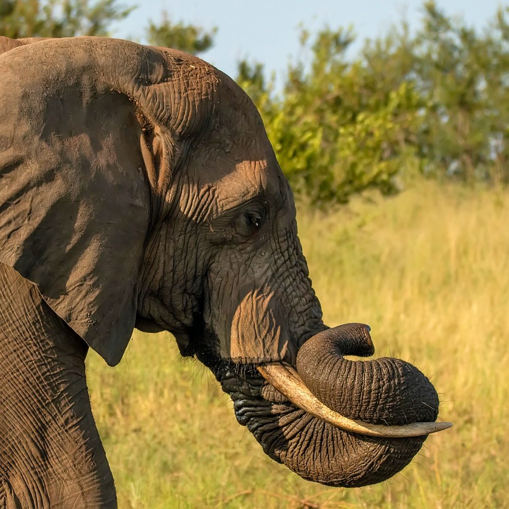 head portrait of an elephant