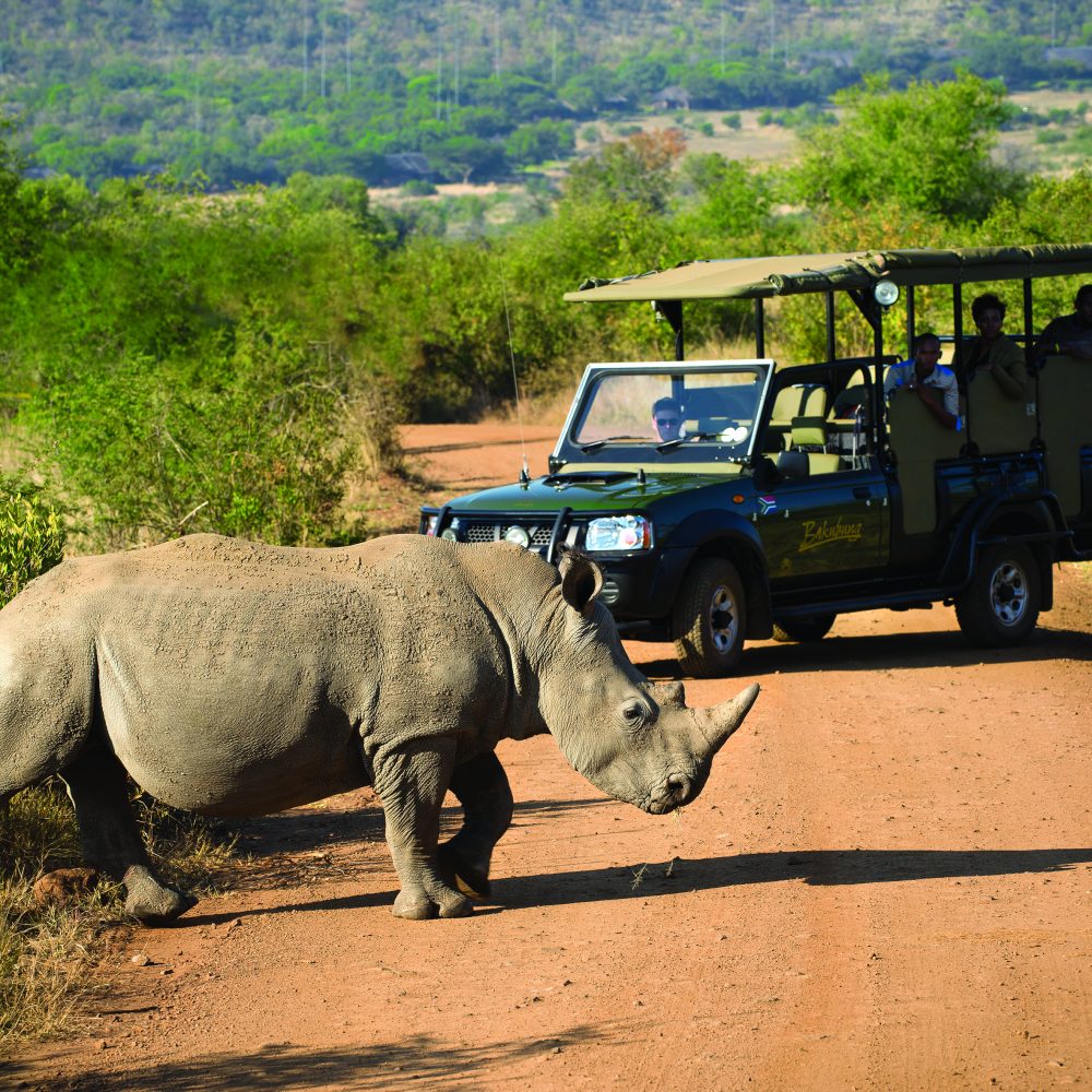 game drive vehicle next to a Rhino