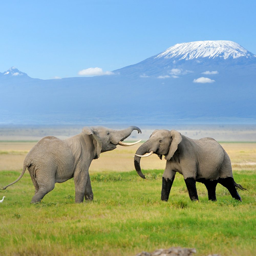Elephant with Mount Kilimanjaro