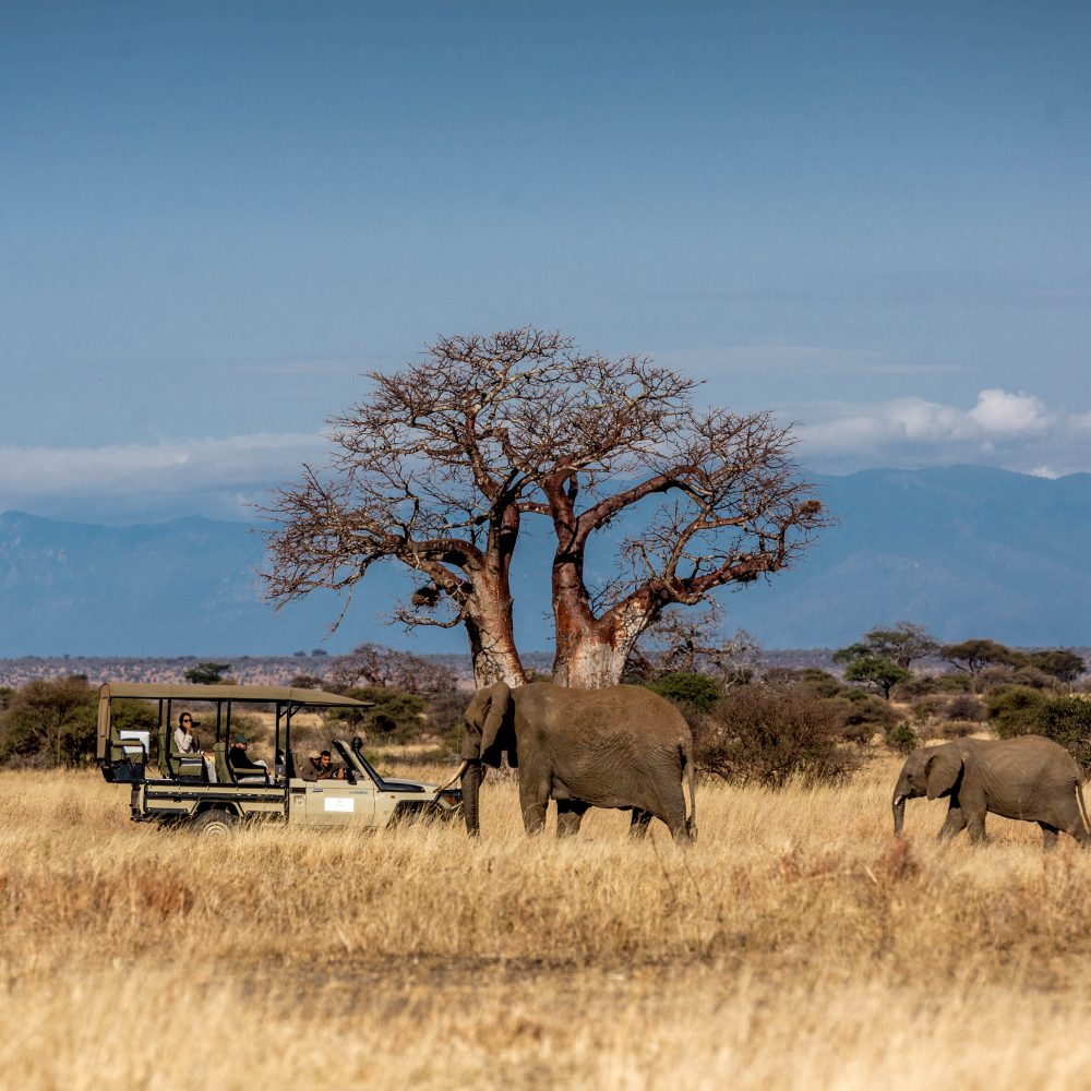safari vehicle and elephants