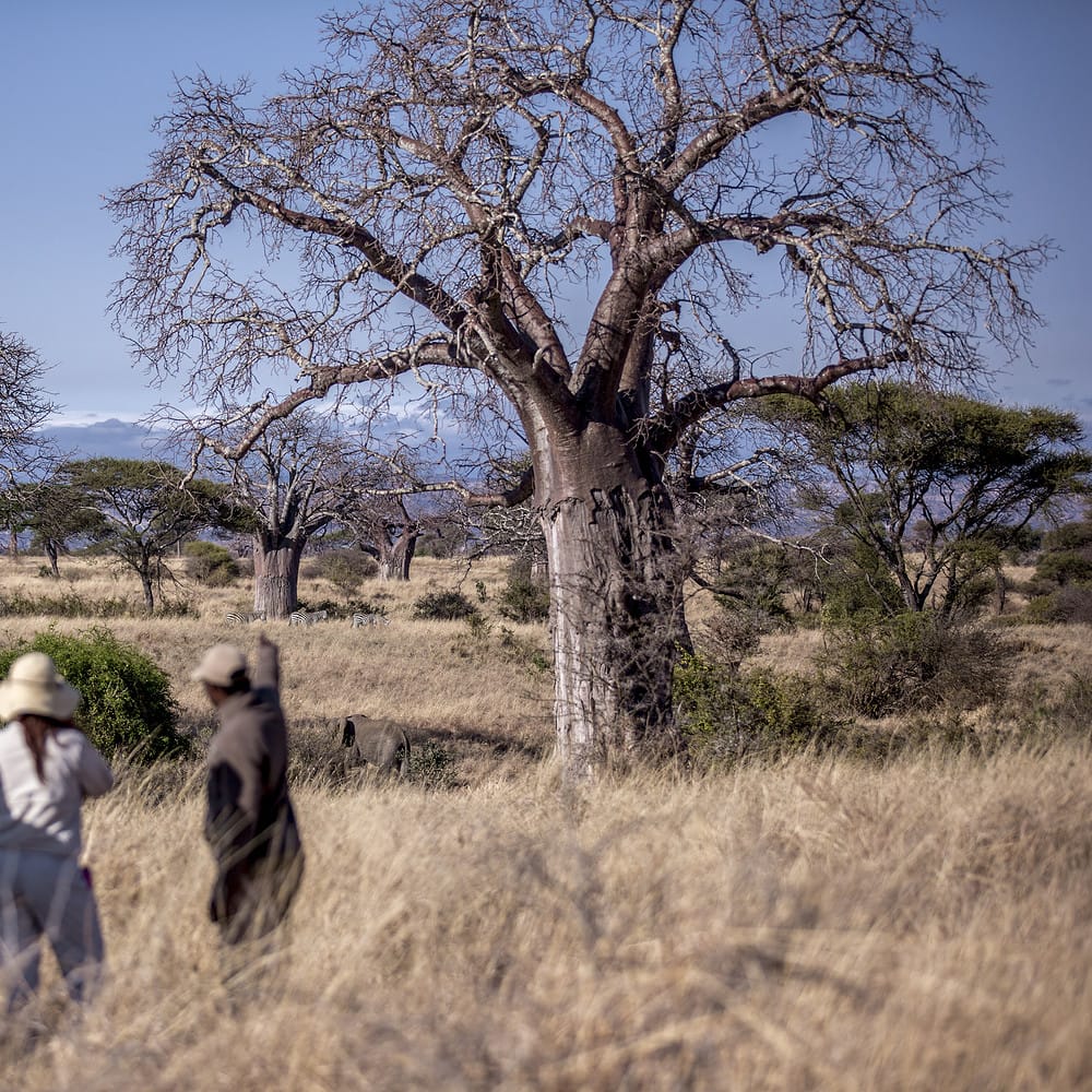 a guide pointing at elephant on a walking safari