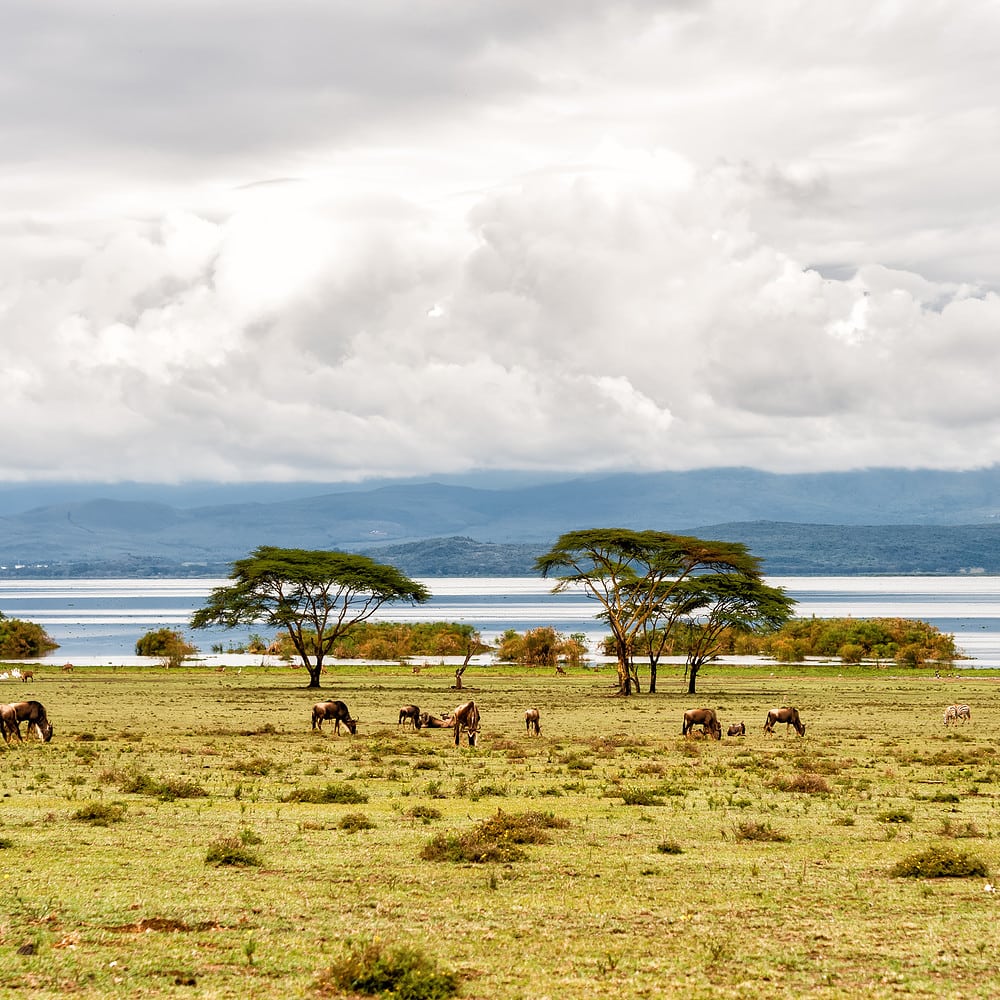 naivasha lake in Kenya