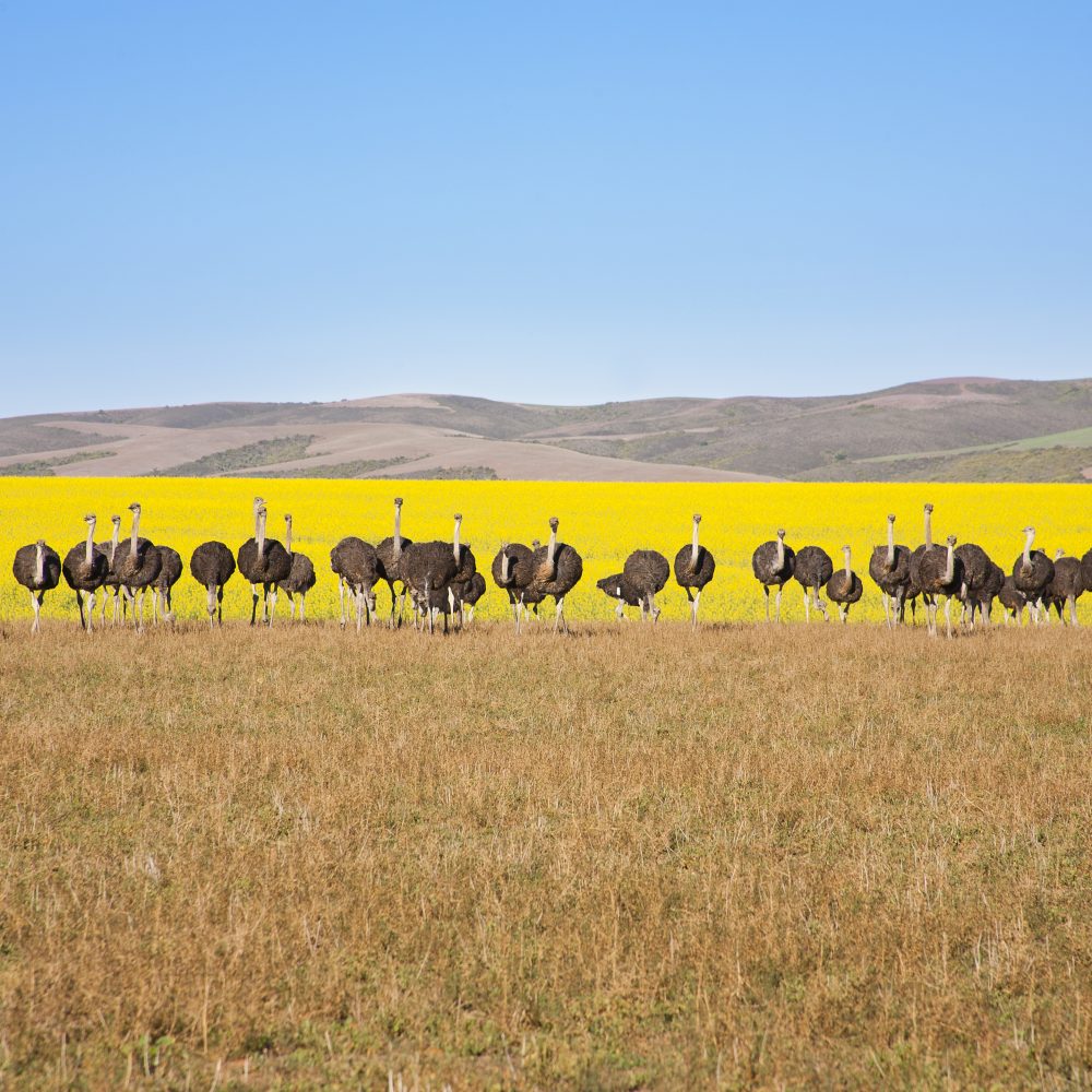 Line of ostriches with canola field backdrop, South Africa