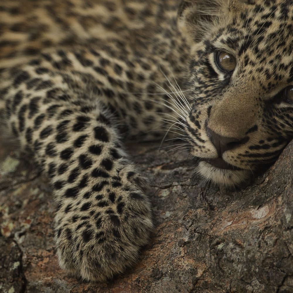 Leopard cub portrait
