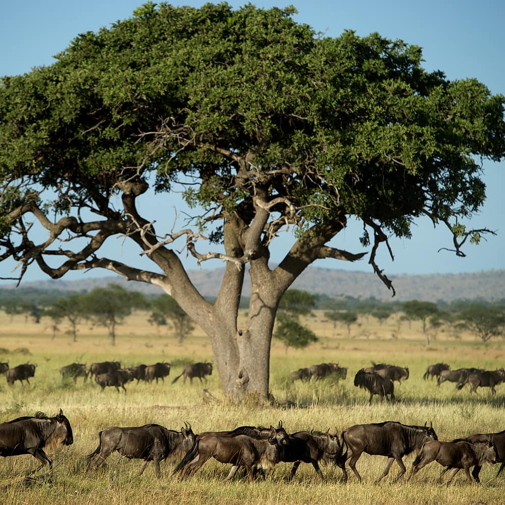wildebeest running in the grasslands