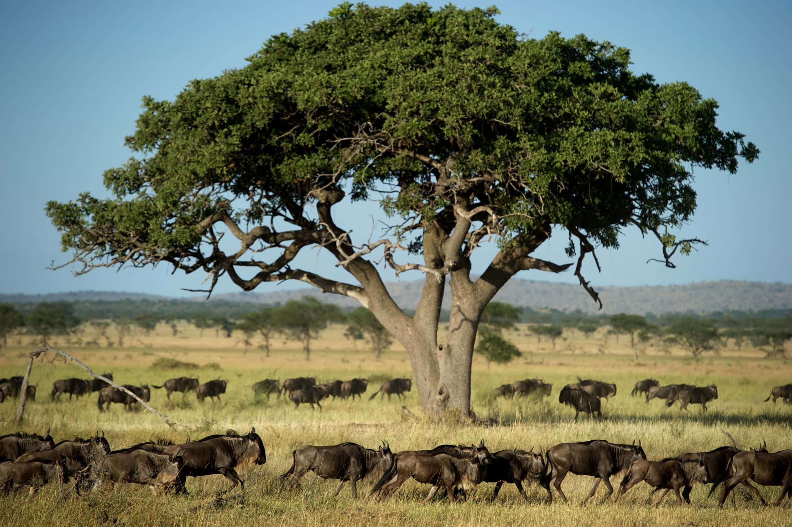 wildebeest running in the grasslands