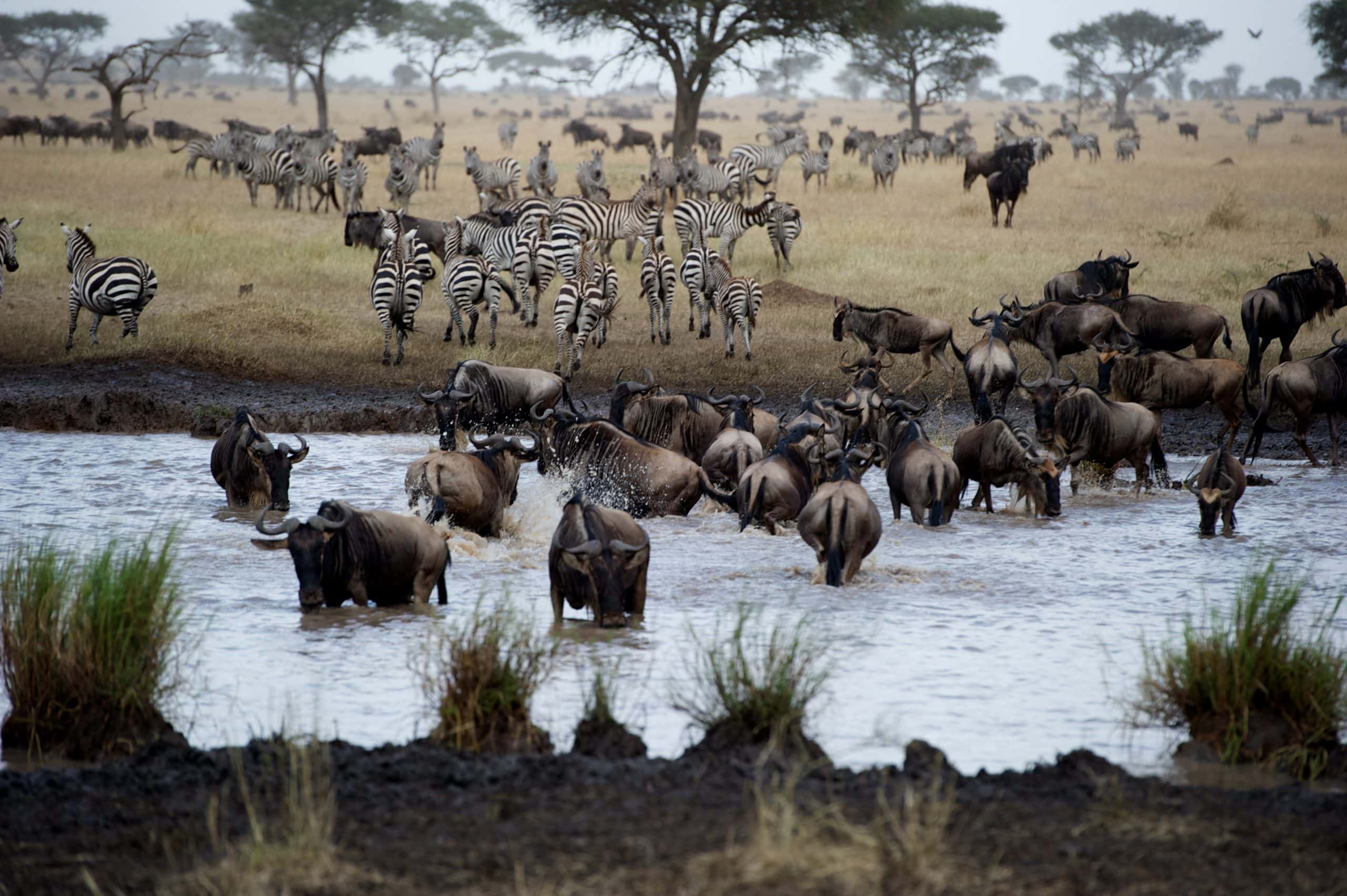 wildebeest in a river during the great migration