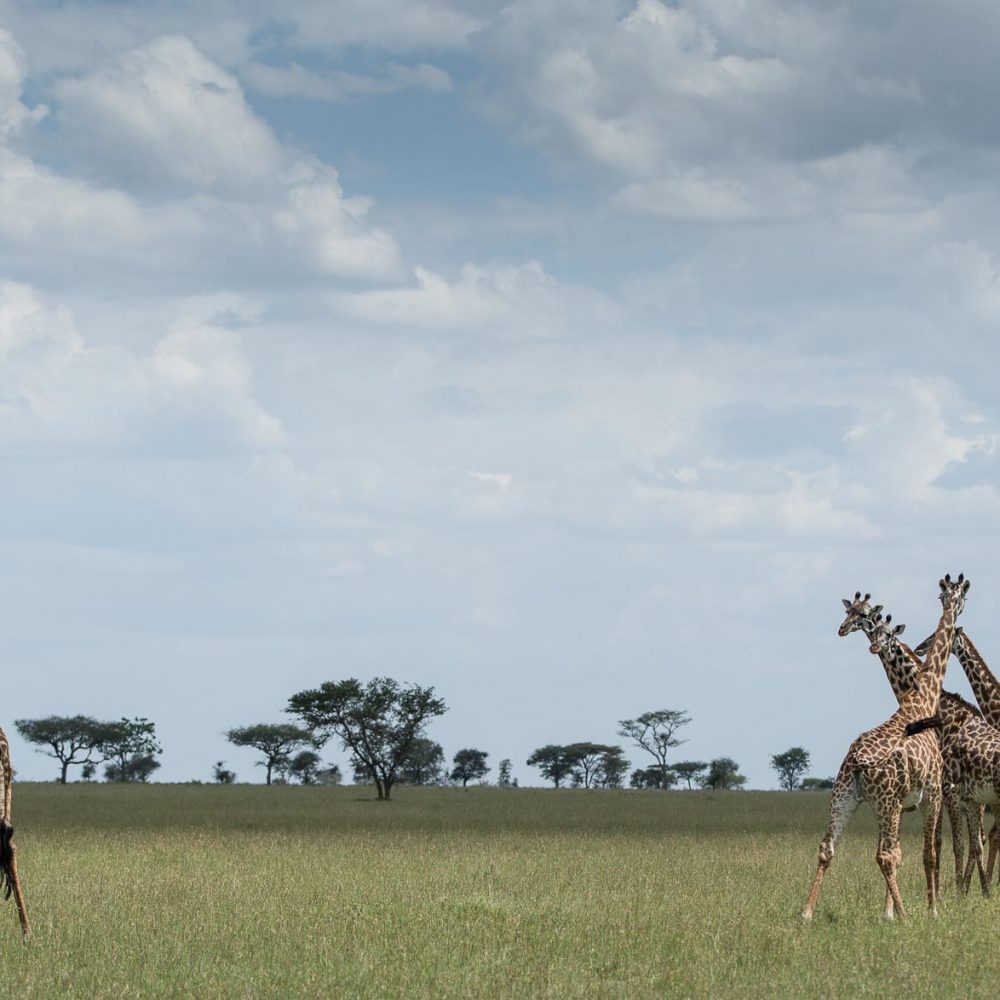 giraffe in Kenya grasslands