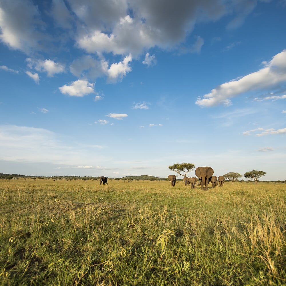 elephants walking through african grasslands