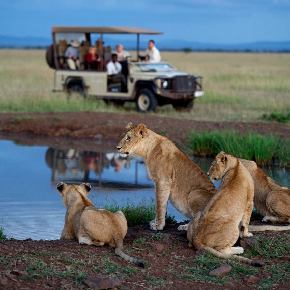 safari vehicle and lion cubs next to a waterhole