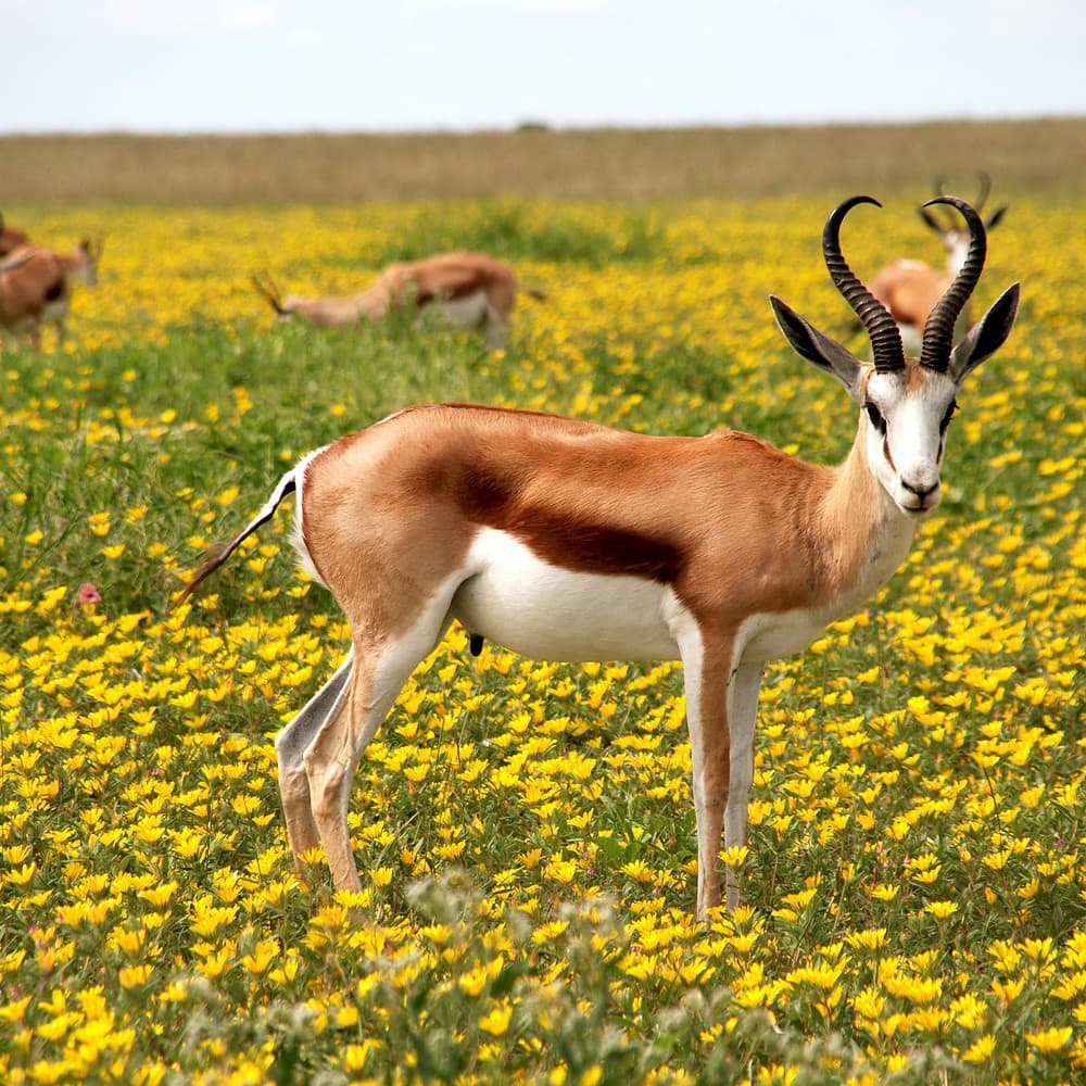 springbok in field