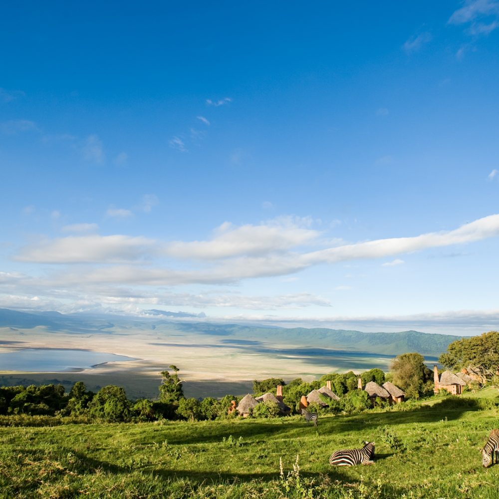 zebra overlooking the ngorongoro crater lodge