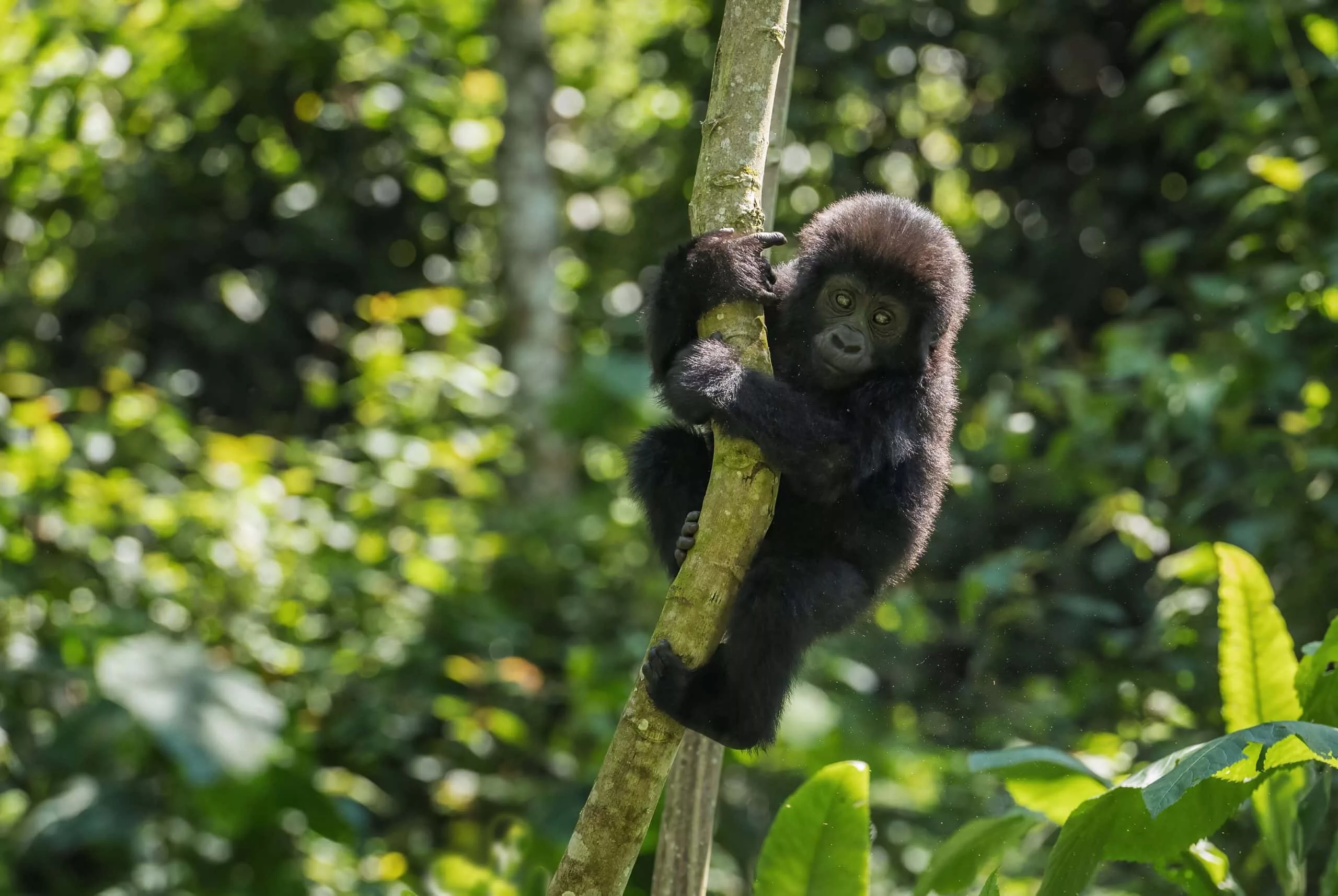 Juvenile Gorilla climbing a tree