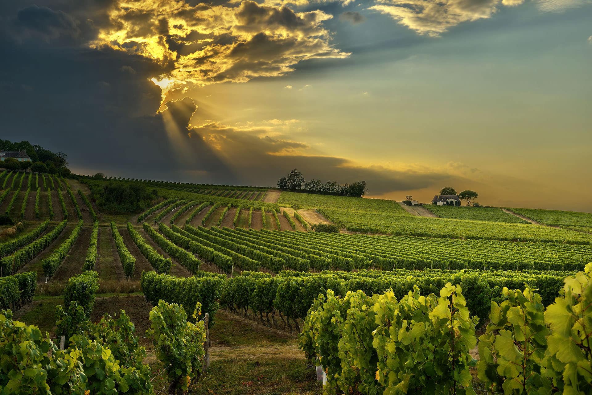 Cape Winelands
