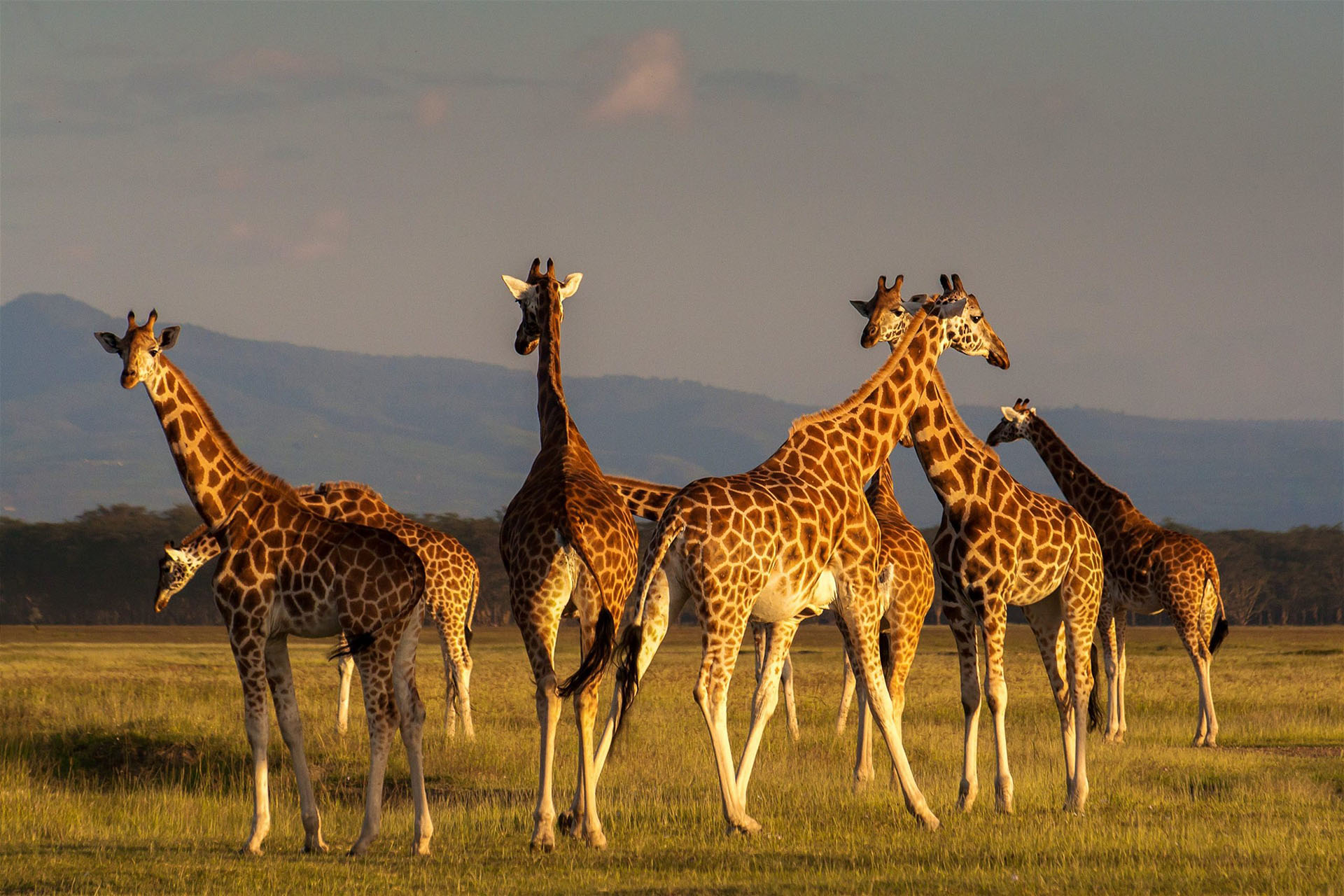 a group of zebra at sunset