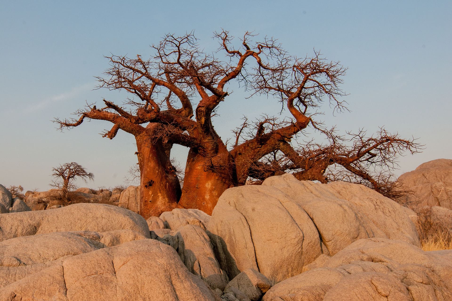 boabab tree amidst boulders