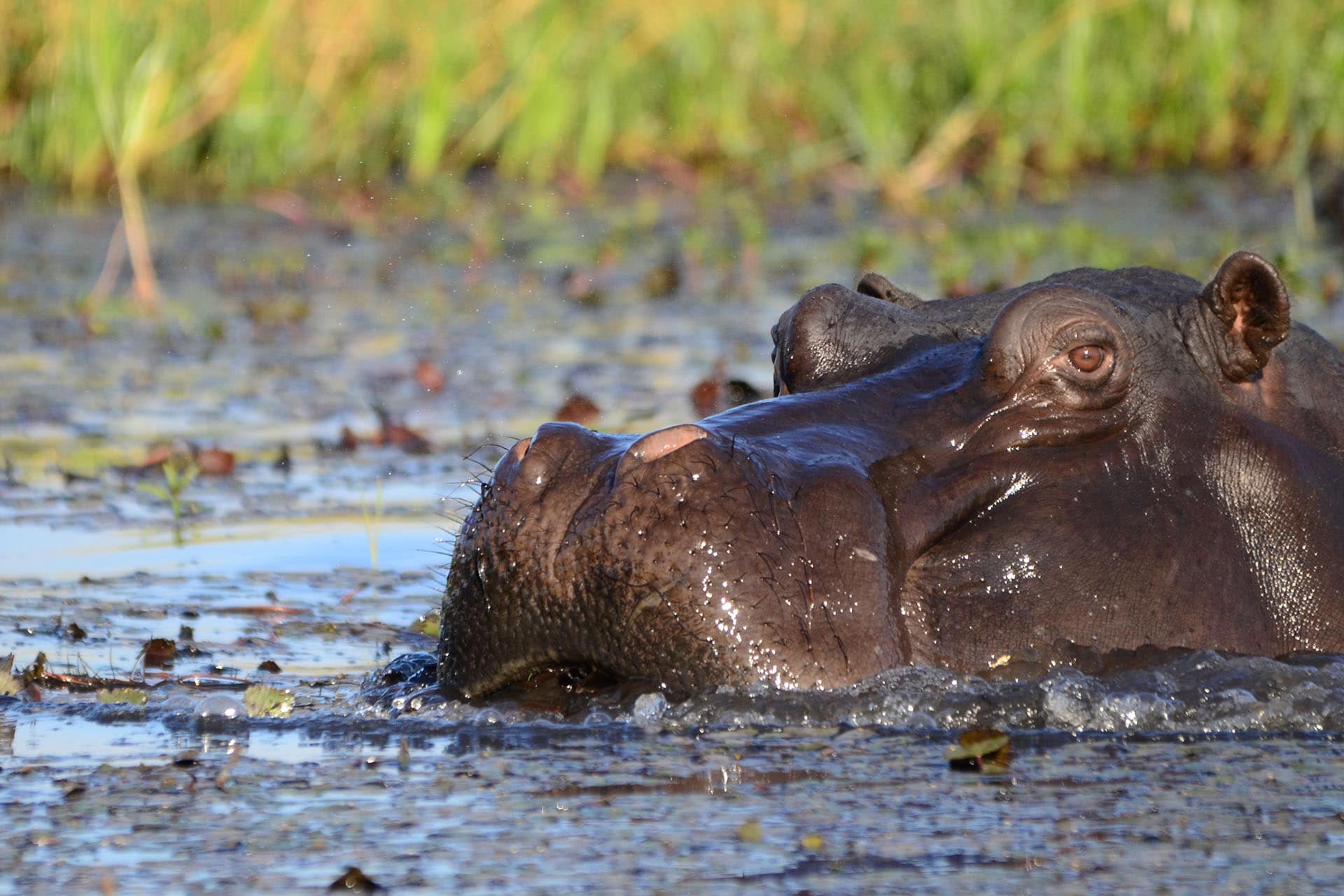 hippo in water