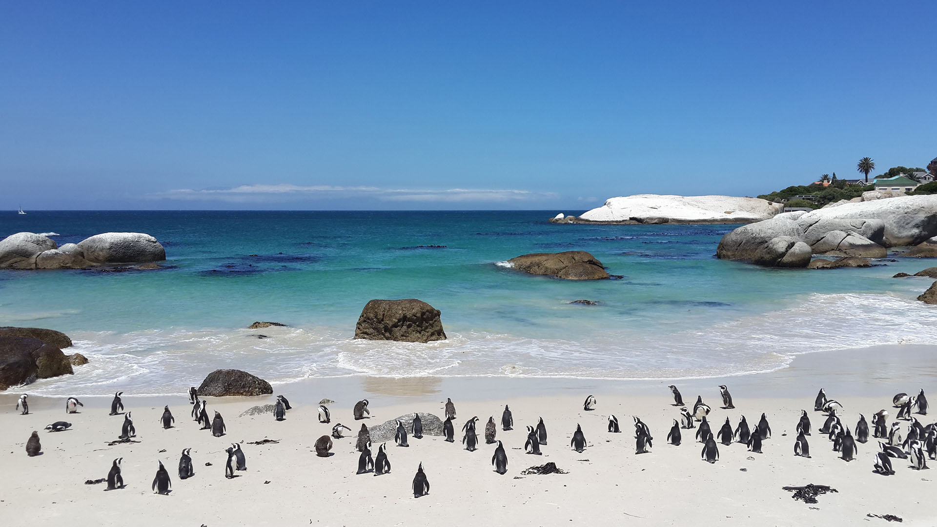 penguins on a beach