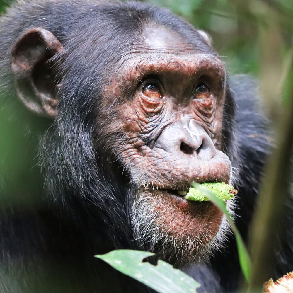 Portrait of a common chimpanzee in green grass