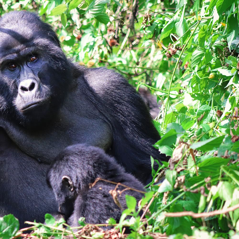 Portrait of a female mountain gorilla and her baby in the wild.