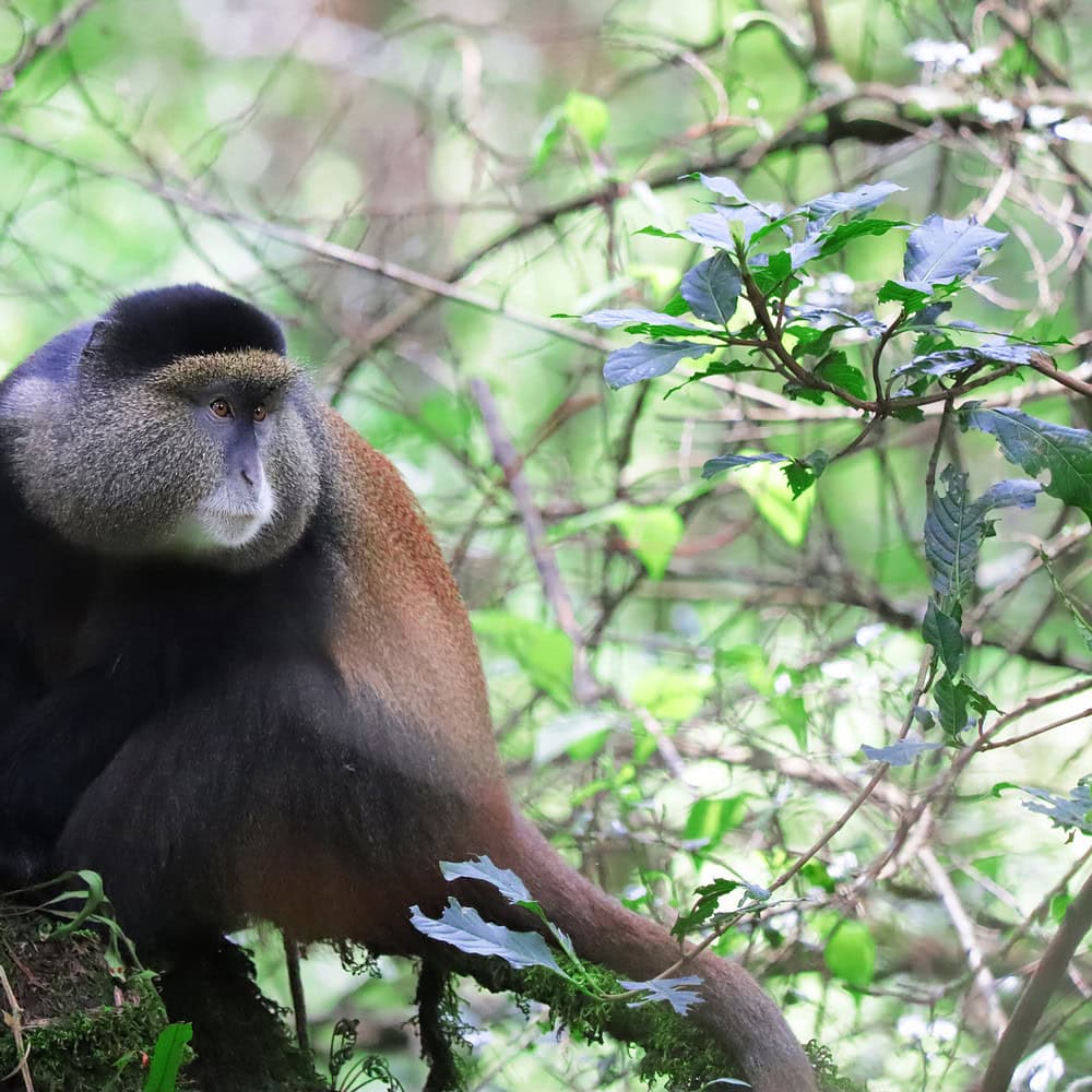 A cute golden monkey on a tree branch in the forest
