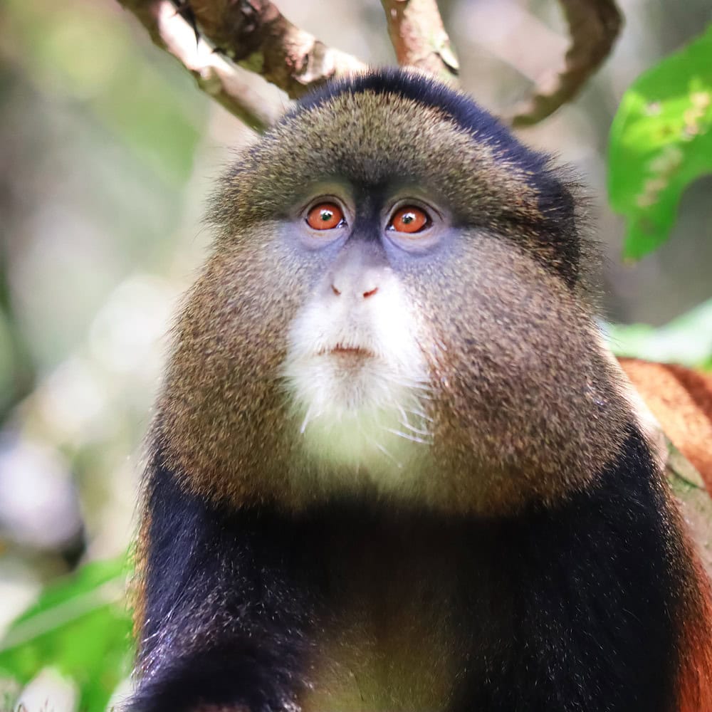 A cute golden monkey in the forest on a sunny day
