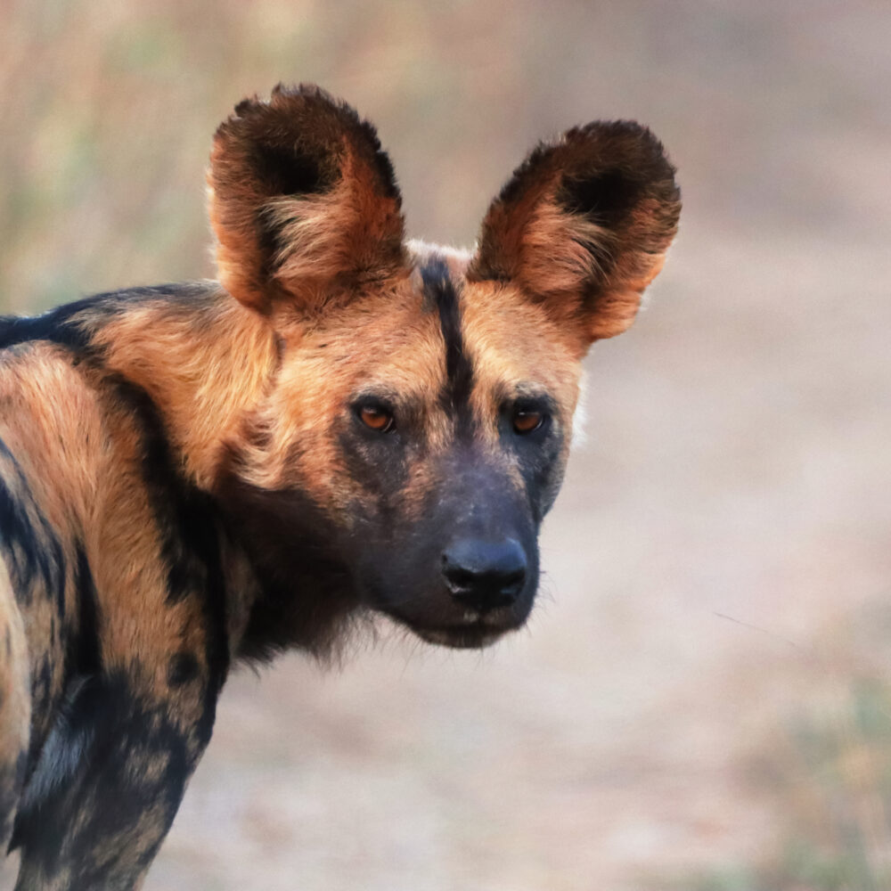 Close up of the African wild dog