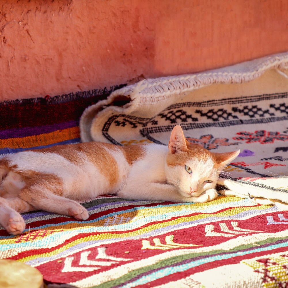 Small kitten sleeping on the street in Morocco. Quiet moment of everyday life in an urban environment.