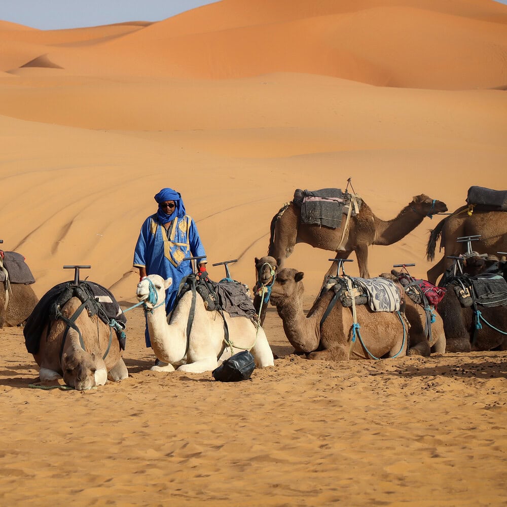 Bedouin man in traditional clothing stands beside a herd of camels in the Moroccan desert. Sand dunes and desert landscape create an authentic scene of nomadic life and Eastern culture.