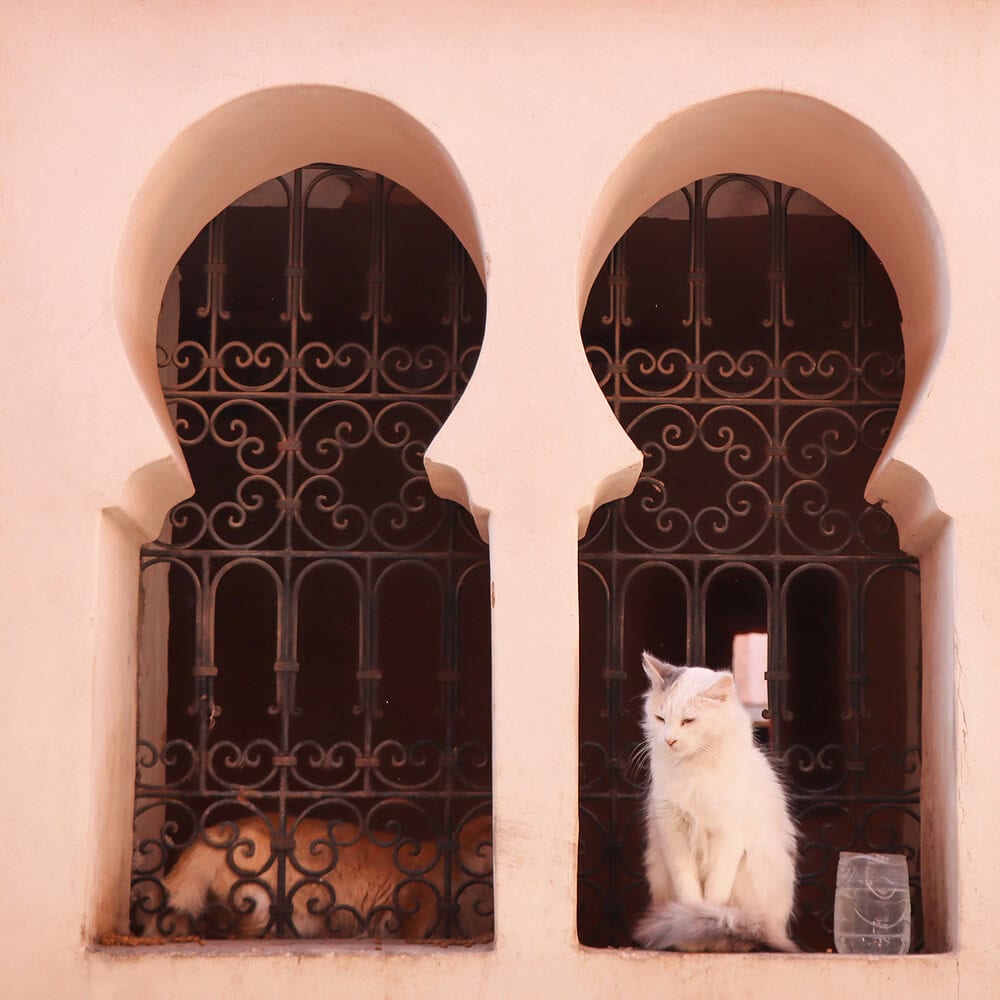 White street cat on a window against a pink wall. Atmospheric scene of urban street life.